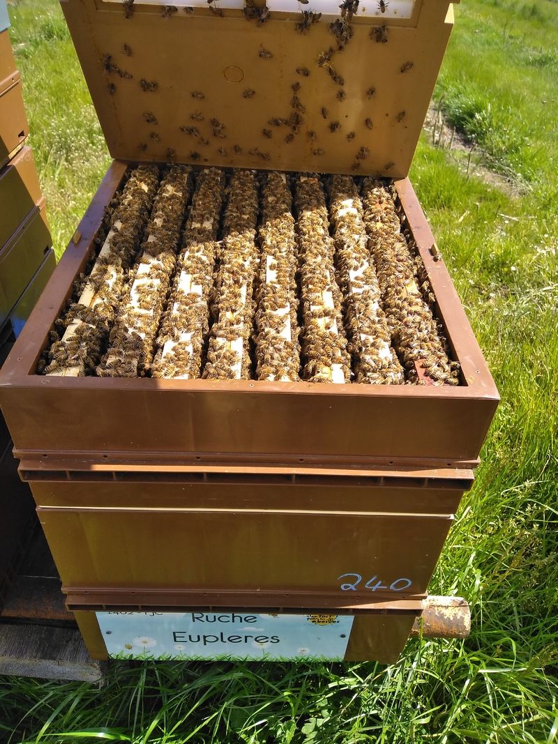 La ruche Eupleres