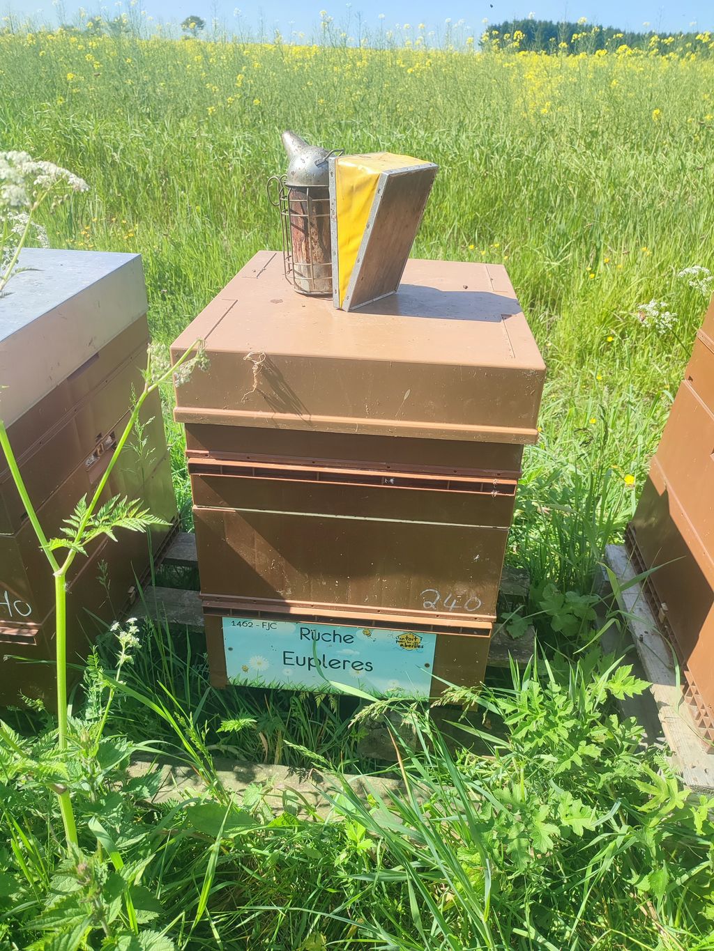 La ruche Eupleres