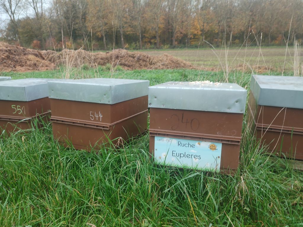 La ruche Eupleres