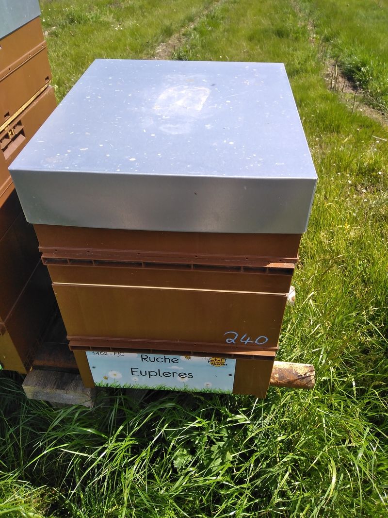 La ruche Eupleres