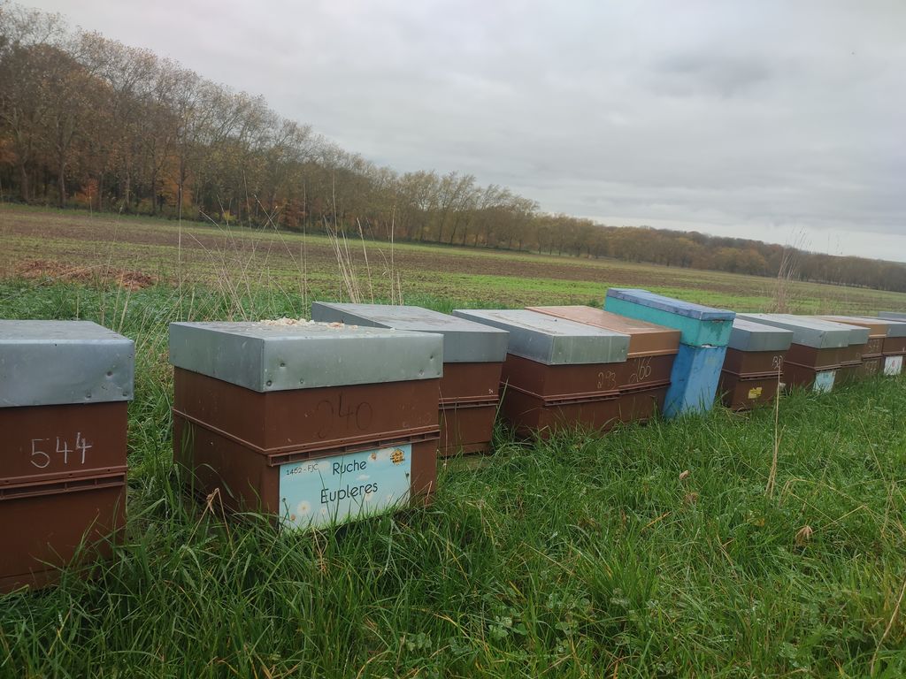 La ruche Eupleres