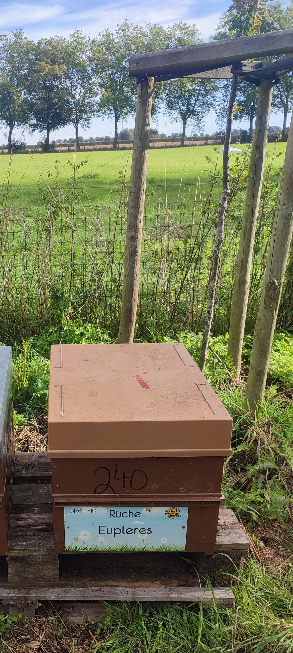 La ruche Eupleres