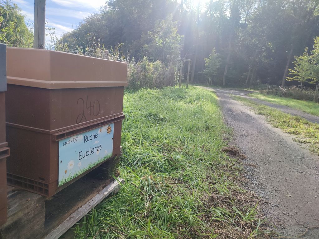 La ruche Eupleres