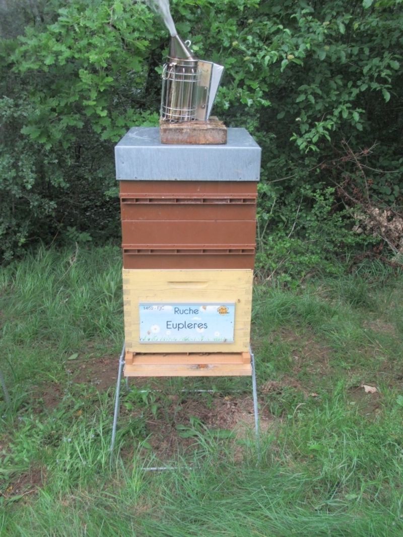 La ruche Eupleres