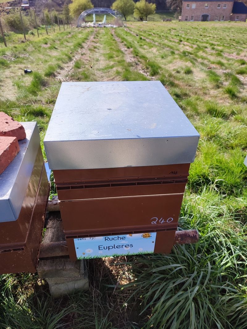 La ruche Eupleres