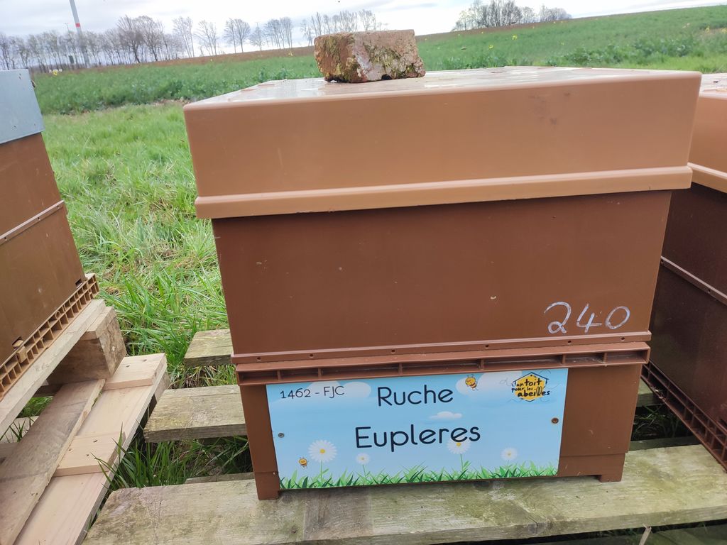 La ruche Eupleres