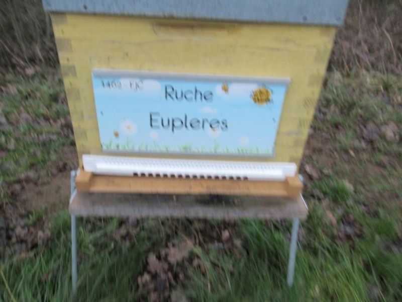 La ruche Eupleres