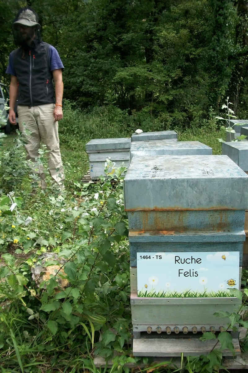 La ruche Felis