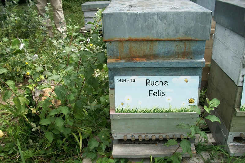 La ruche Felis