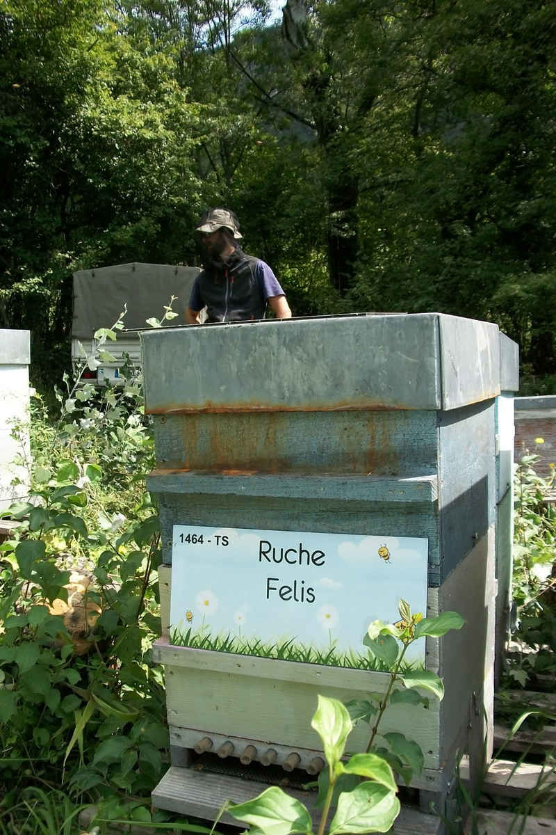 La ruche Felis