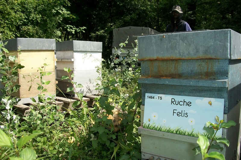 La ruche Felis