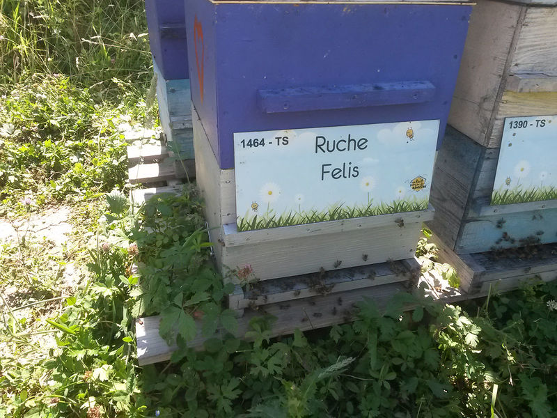 La ruche Felis