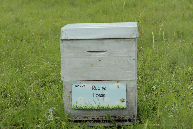 La ruche Fossa