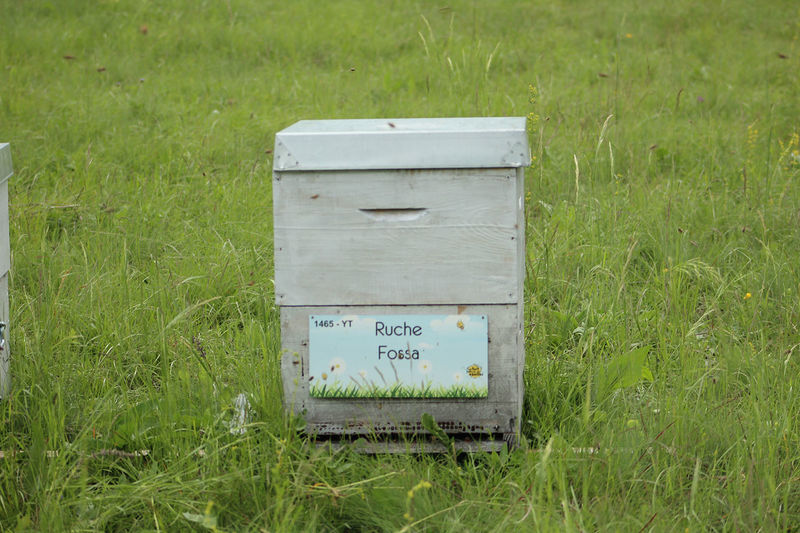 La ruche Fossa