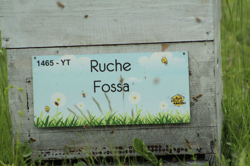 La ruche Fossa