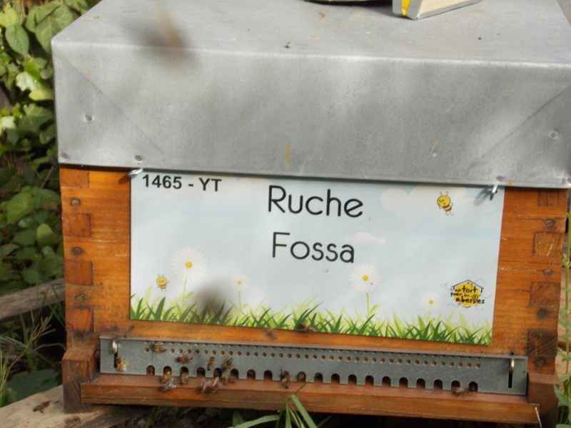 La ruche