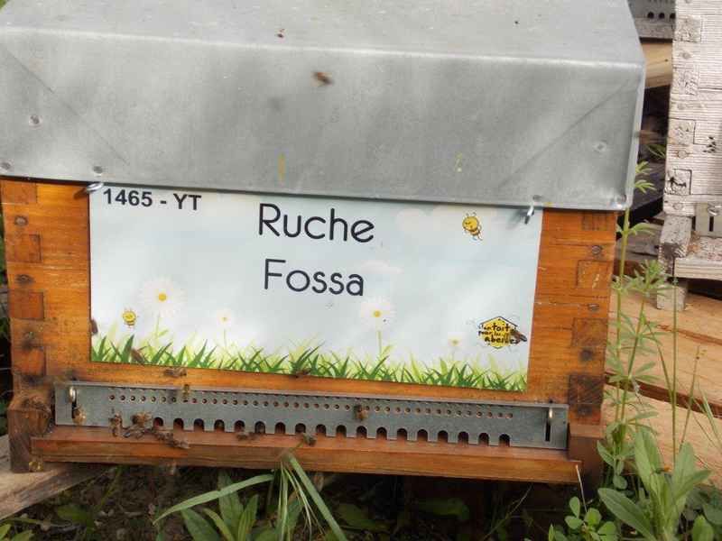 La ruche Fossa