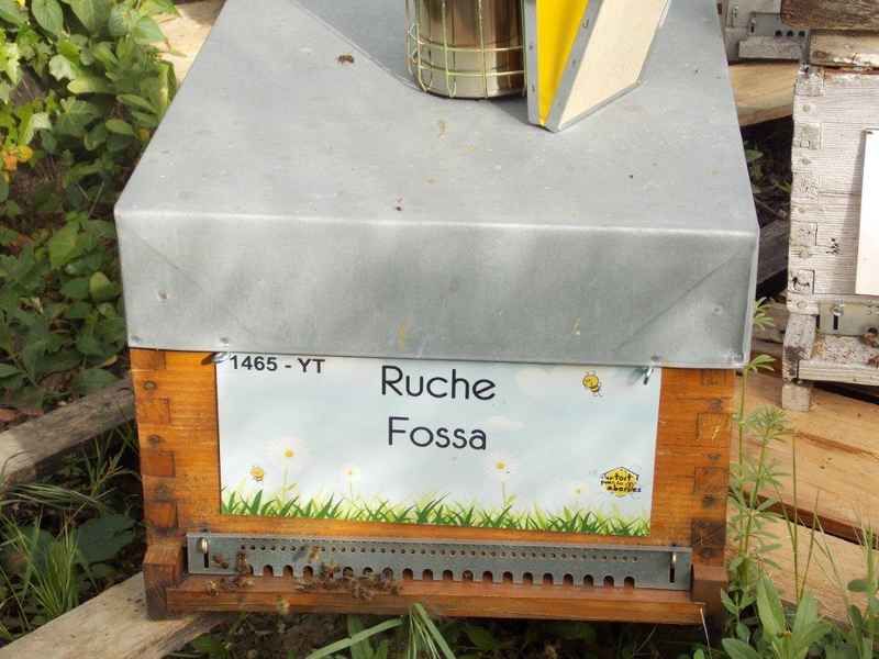 La ruche Fossa