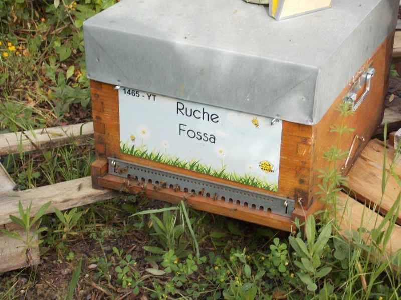 La ruche Fossa