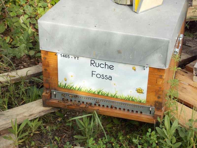 La ruche Fossa