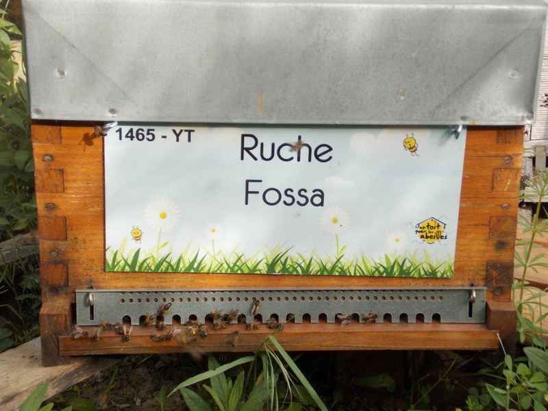 La ruche Fossa