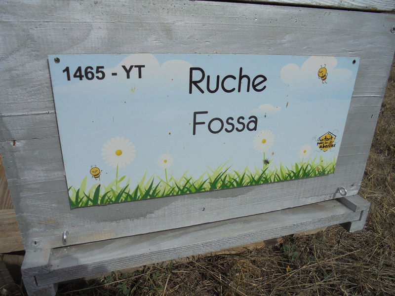 La ruche Fossa