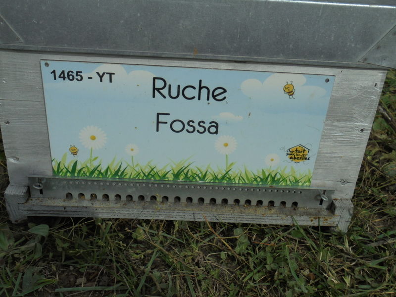 La ruche Fossa