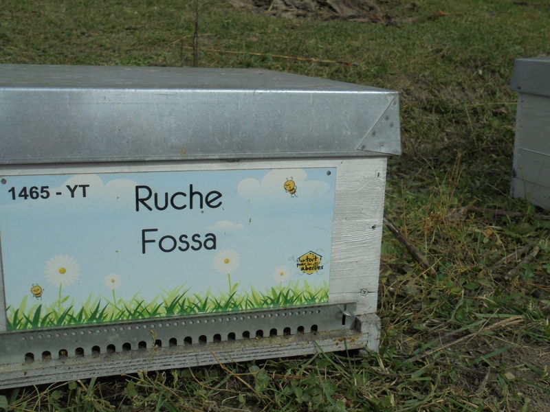 La ruche Fossa