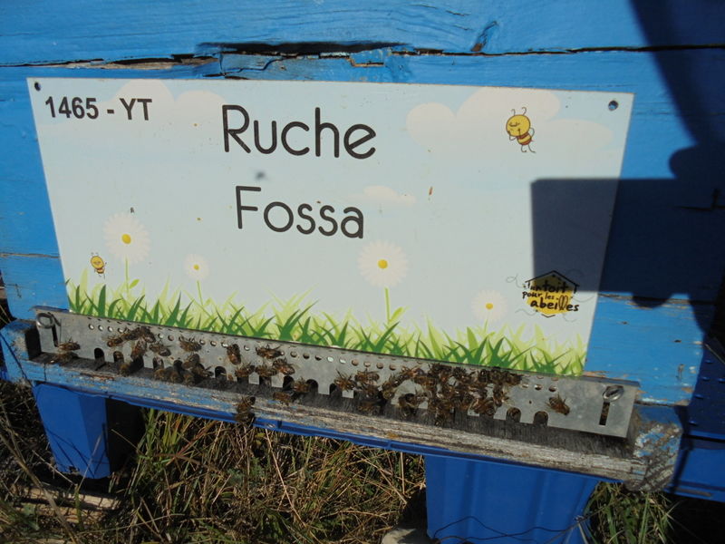La ruche Fossa