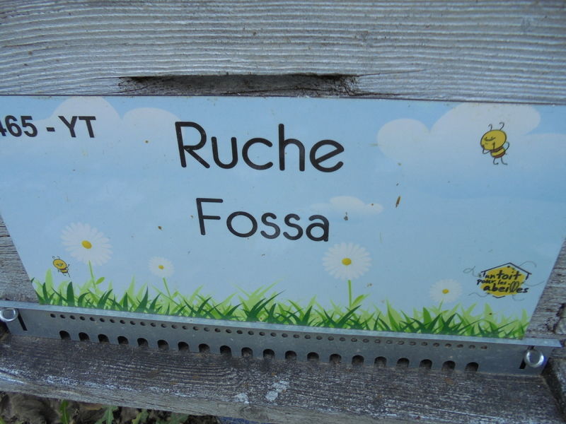 La ruche Fossa
