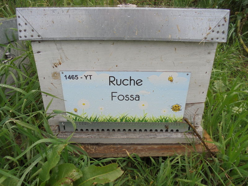 La ruche Fossa