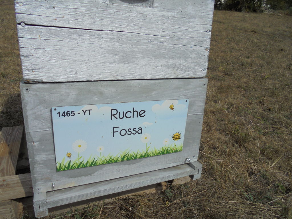 La ruche Fossa