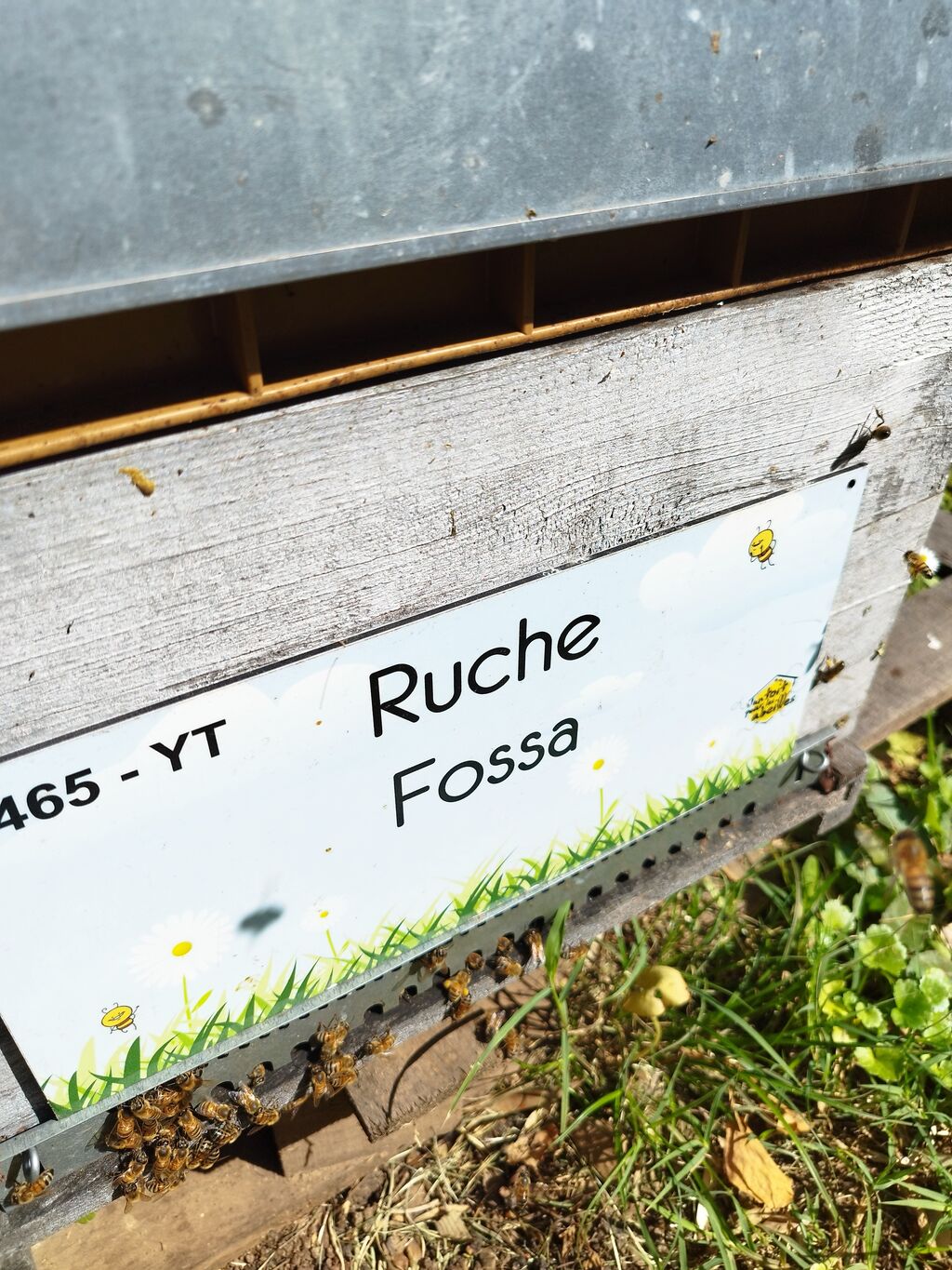 La ruche Fossa