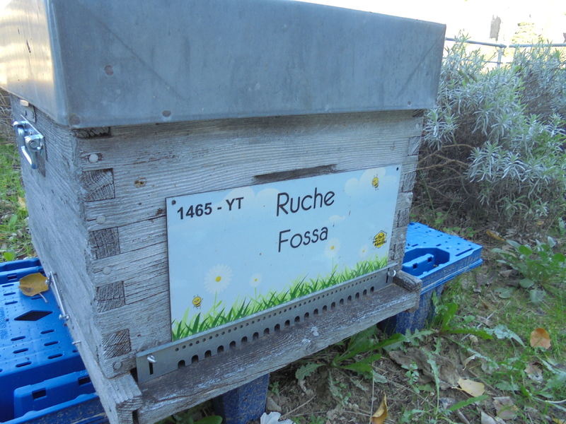 La ruche Fossa
