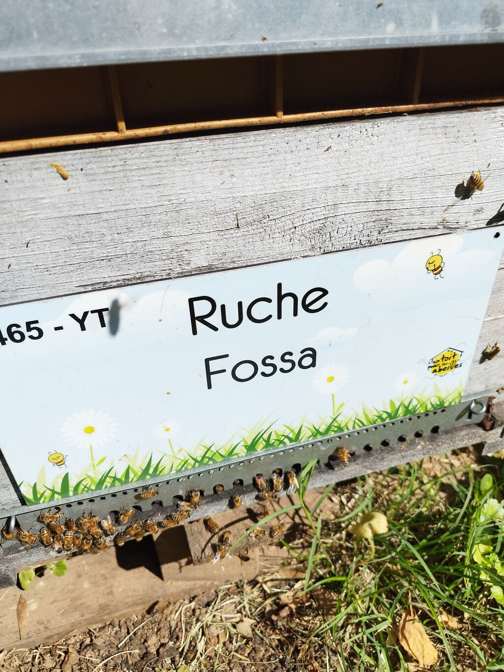 La ruche Fossa