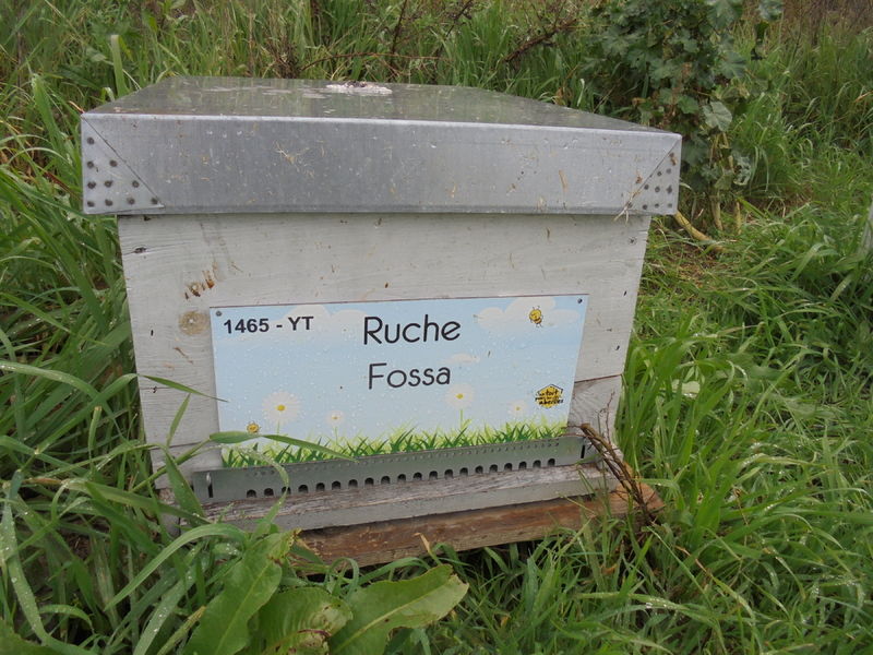 La ruche Fossa