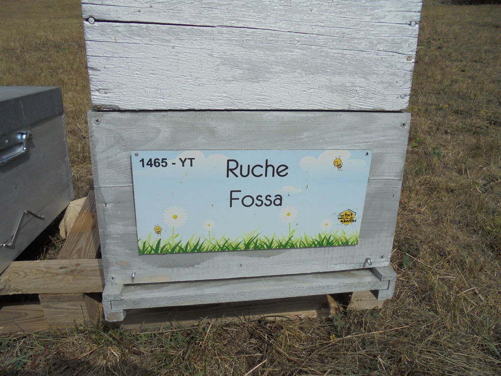 La ruche Fossa