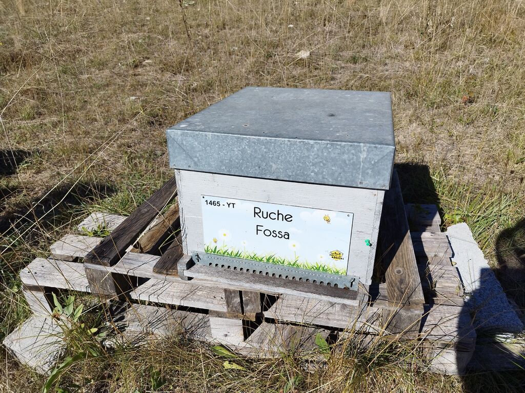 La ruche Fossa
