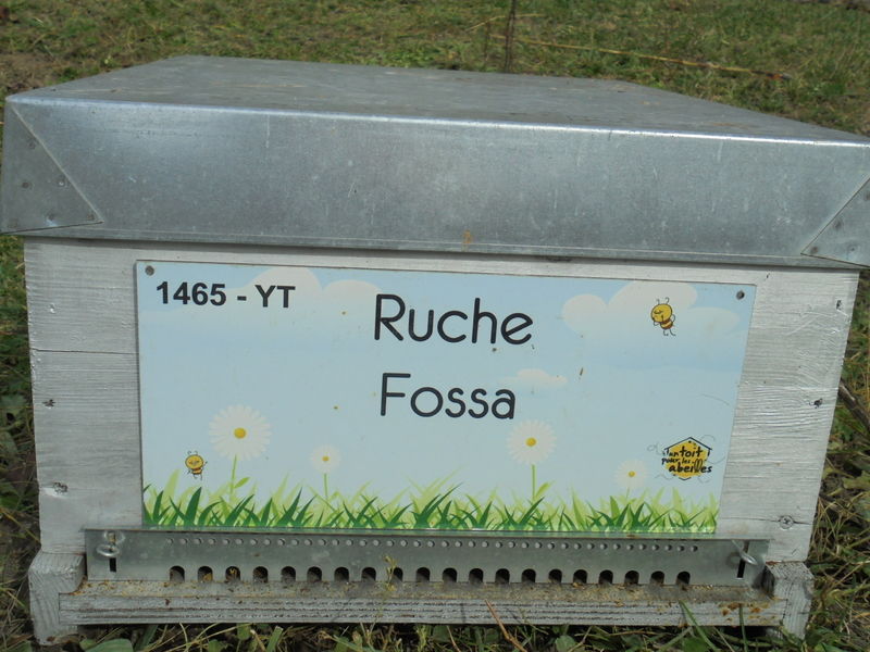 La ruche Fossa
