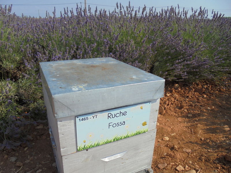 La ruche Fossa