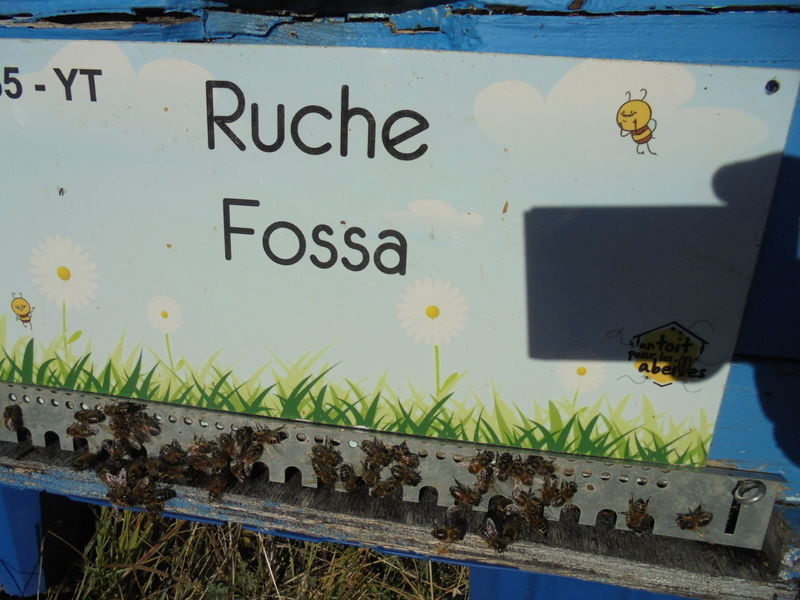 La ruche Fossa