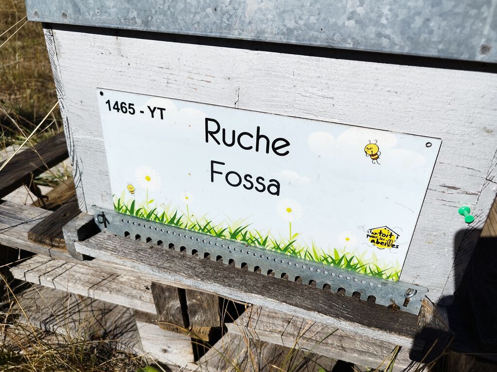 La ruche Fossa
