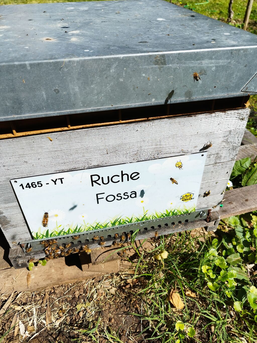 La ruche Fossa