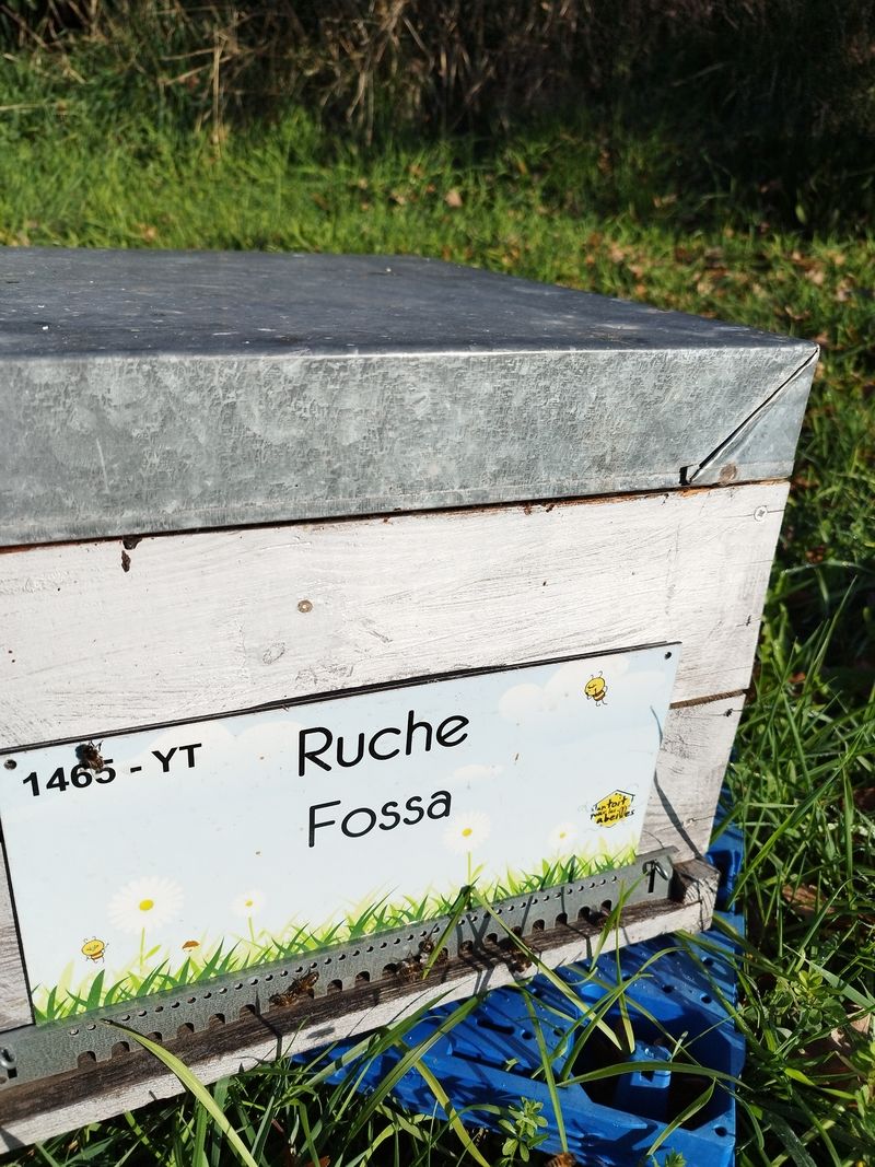 La ruche Fossa
