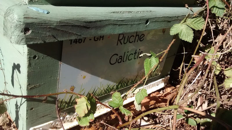 La ruche Galictis