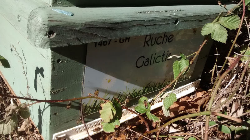 La ruche Galictis