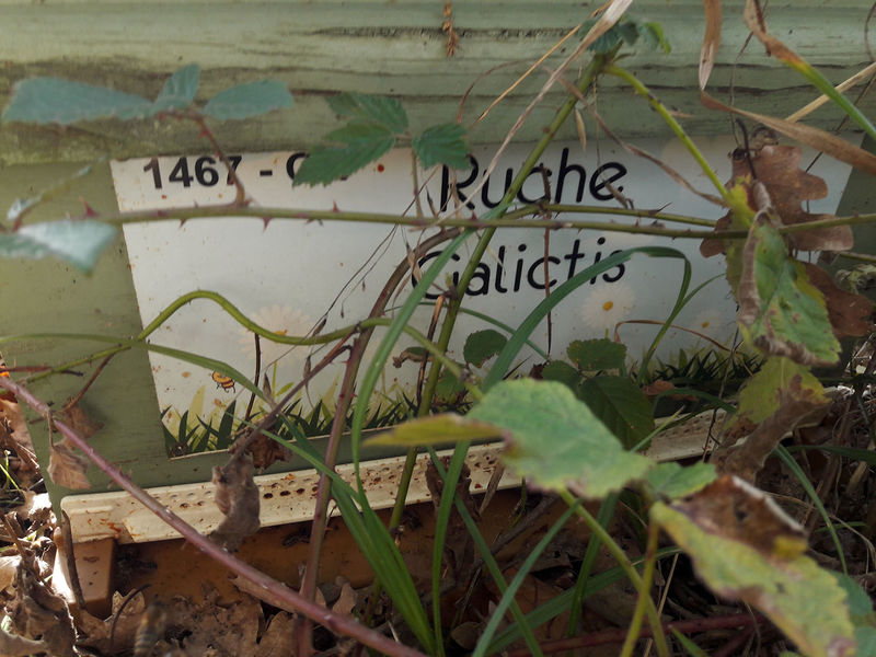 La ruche Galictis