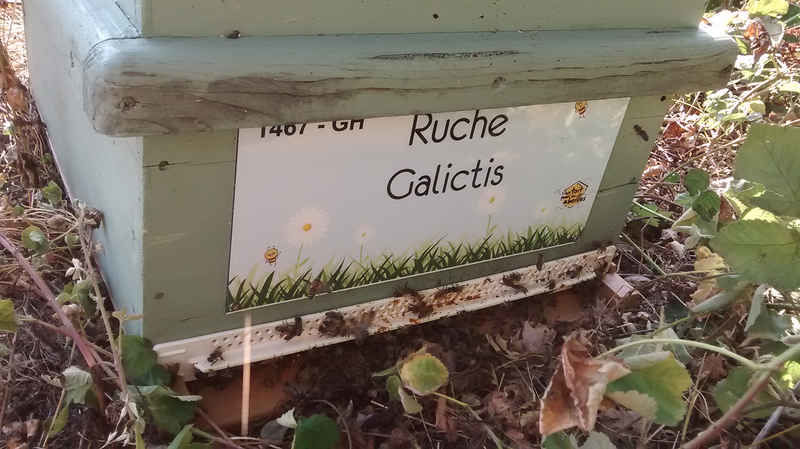 La ruche Galictis
