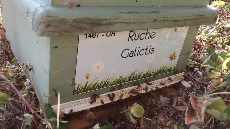 La ruche Galictis