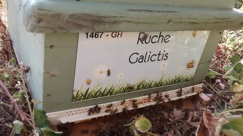 La ruche Galictis